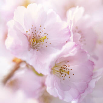 Henkilön Hannah avatar