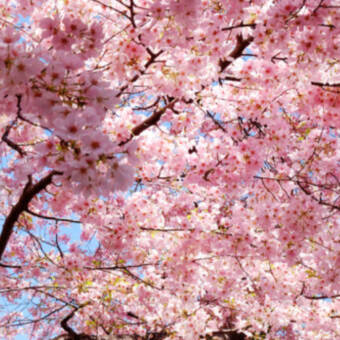 De avatar van Charlies