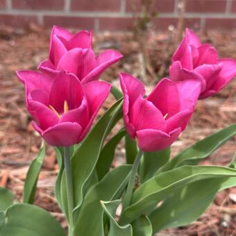 L'avatar appartenant à Lee