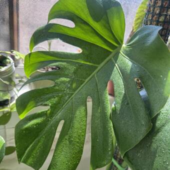 The avatar of MonsteraHair