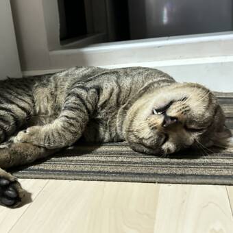 Avatar tilhørende First