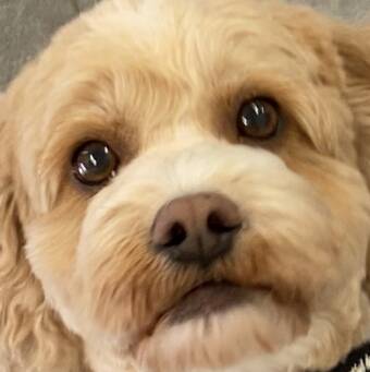 The avatar of Makiko