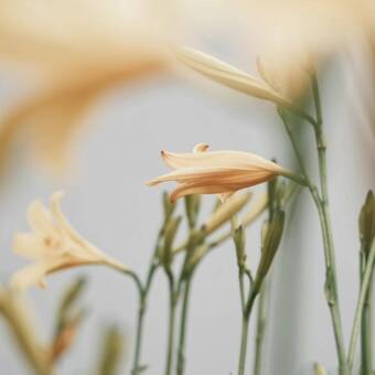 The avatar of Mozhgan