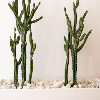 Henkilön Emma avatar