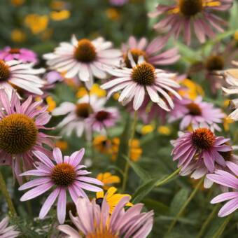 Henkilön dawa avatar