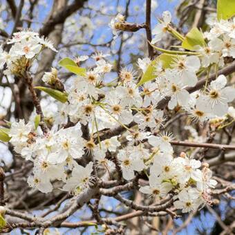 Henkilön Zoe avatar