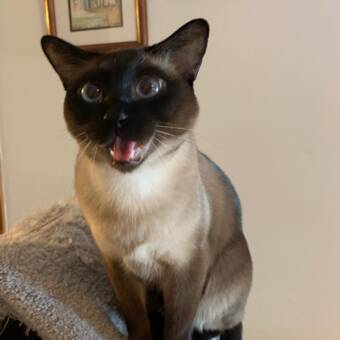 Το avatar του Anthony