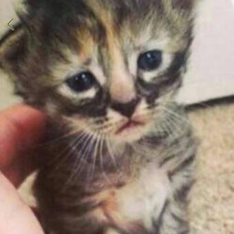 Avataren til Natasha