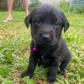 次のアバター： Donna