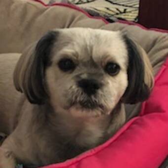 次のアバター： Shelley