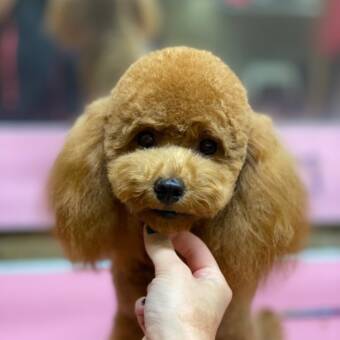 อวตารของ Monika