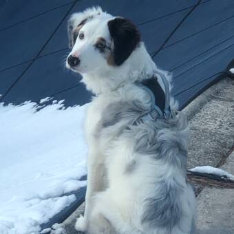 The avatar of Athena