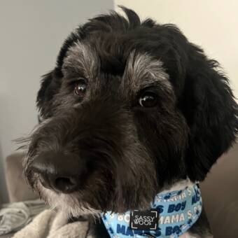 L'avatar appartenant à Vincent