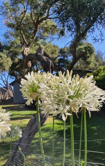 次のアバター： sofia