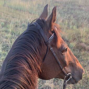 The avatar of Eloise