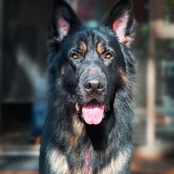 Avataren til Meigee🇲🇾