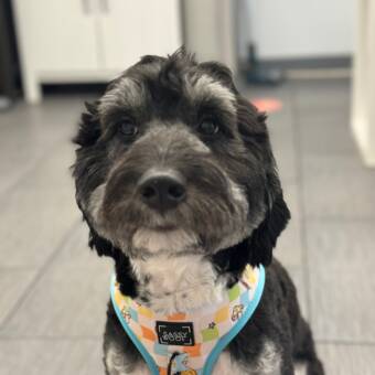 L'avatar appartenant à Nini