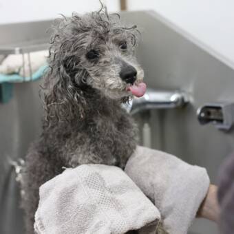 The avatar of Bather/Assistants