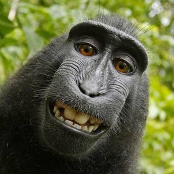 The avatar of Động vào là đen