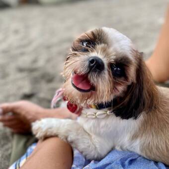 The avatar of Lash Queens