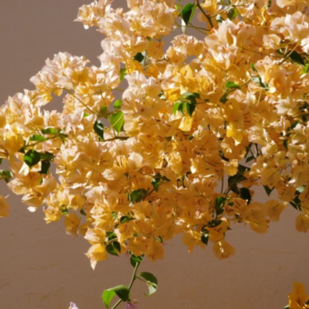 The avatar of Hallie