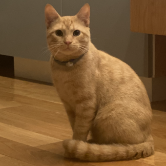 Avataren til Jolene H