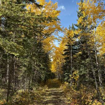 Henkilön Misuzu avatar