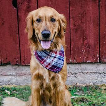 Avatar tillhörande Kenzi