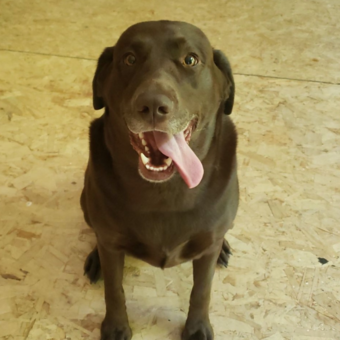 Avatar tillhörande Dana