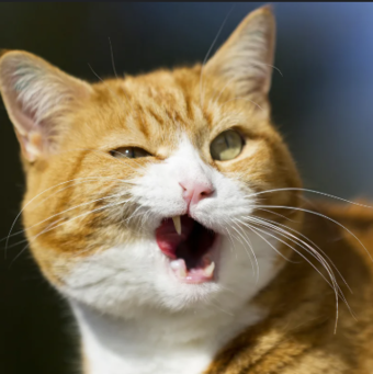 The avatar of Alexandra