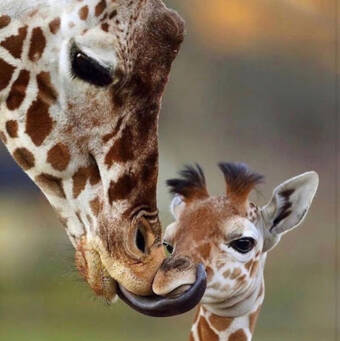 The avatar of Jelena