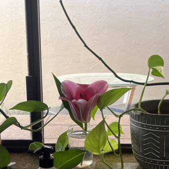 L'avatar appartenant à SALEEN/PAULA