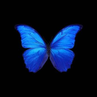 The avatar of Candice 