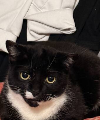 The avatar of Icyn(YY)