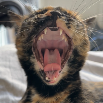 L'avatar di Nilly
