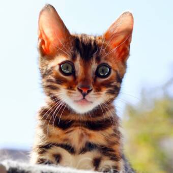 The avatar of SaSha