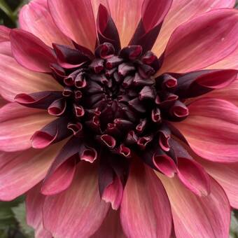 Henkilön Praktikant avatar