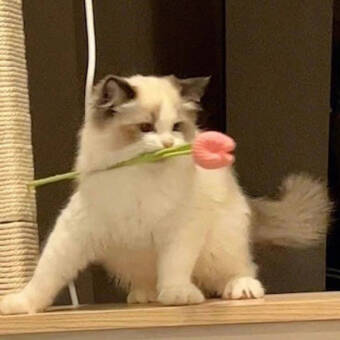 The avatar of MIMI