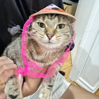 L'avatar di Katty