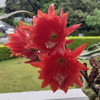 Avataren til Piyaporn