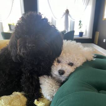 The avatar of Weronika