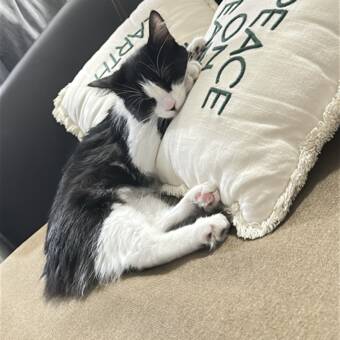 L'avatar appartenant à SOPHIA