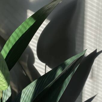 L'avatar appartenant à Rosy