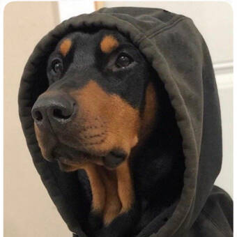 Avataren til ALONDRA