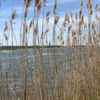 Το avatar του Xiao