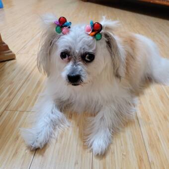 Avataren til Diane (4)