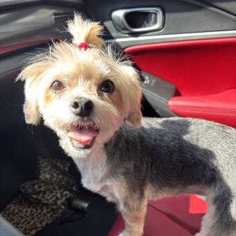 Avatar tilhørende Sade