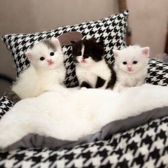 次のアバター： Sheena