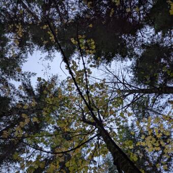 Το avatar του Clare