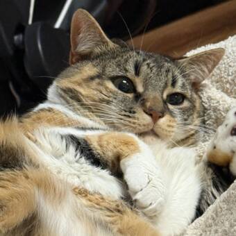 الصورة الرمزية لـ Silian